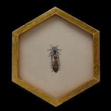  Honeycomb, Queen bee