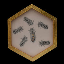  Honeycomb, Queen bee