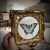 Swallowtail butterfly, in an 18th century English hand-carved and water-gilded frame