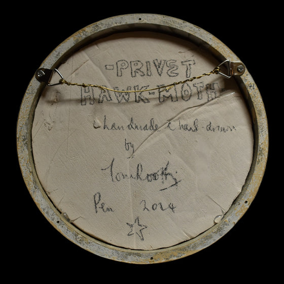 Privet hawk-moth (71)