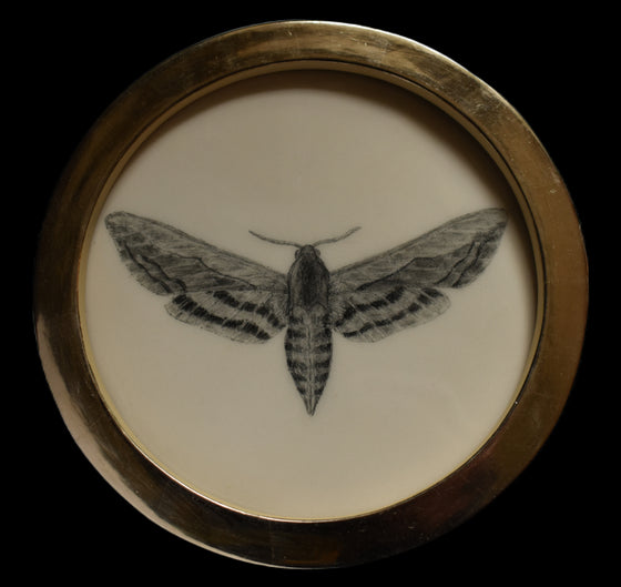 Privet hawk-moth (71)