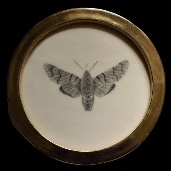 Hummingbird hawk-moth (82)