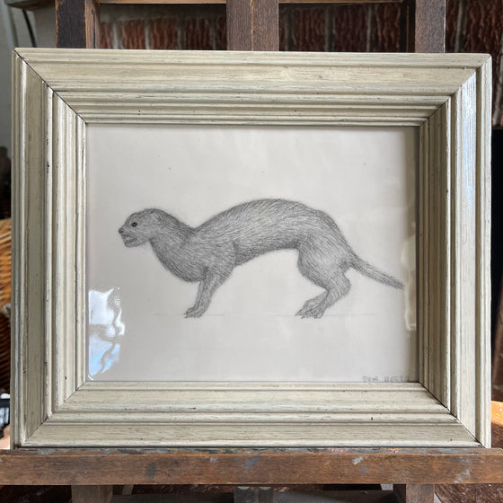 NIKITA THE WEASEL, caught by my grand-parents cat Pusschev at Pen in the 1960s