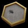 Honeycomb: one bee