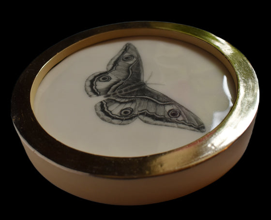 Female emperor moth (96)