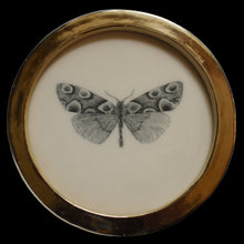  Peach blossom moth (97)