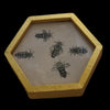 Honeycomb: five bees