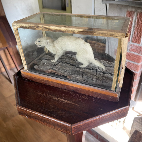 NIKITA THE WEASEL, caught by my grand-parents cat Pusschev at Pen in the 1960s