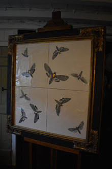  Death's-head moths with gold lustre, in a mid-20th century water-gilded cassetta frame
