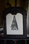 A giant Ceredigion greater horseshoe bat, hanging from an English 17th century hand-carved oak frame