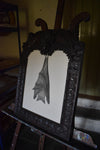 A giant Ceredigion greater horseshoe bat, hanging from an English 17th century hand-carved oak frame