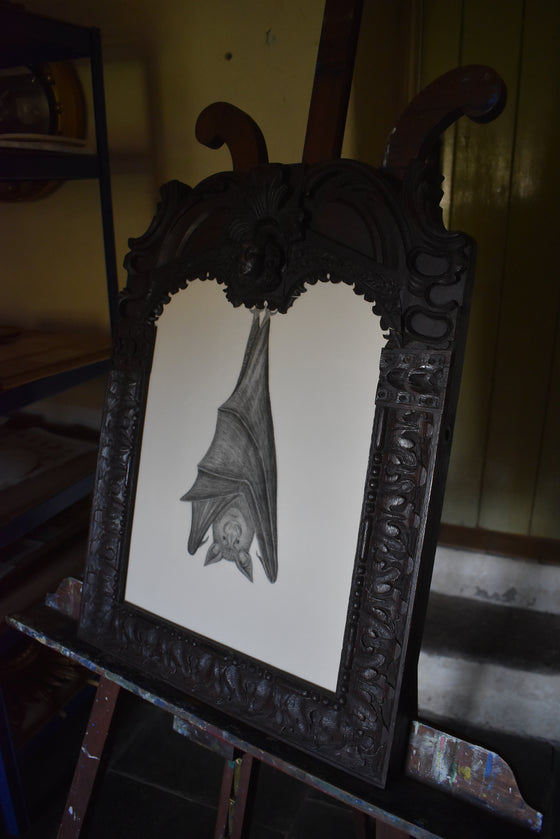 A giant Ceredigion greater horseshoe bat, hanging from an English 17th century hand-carved oak frame