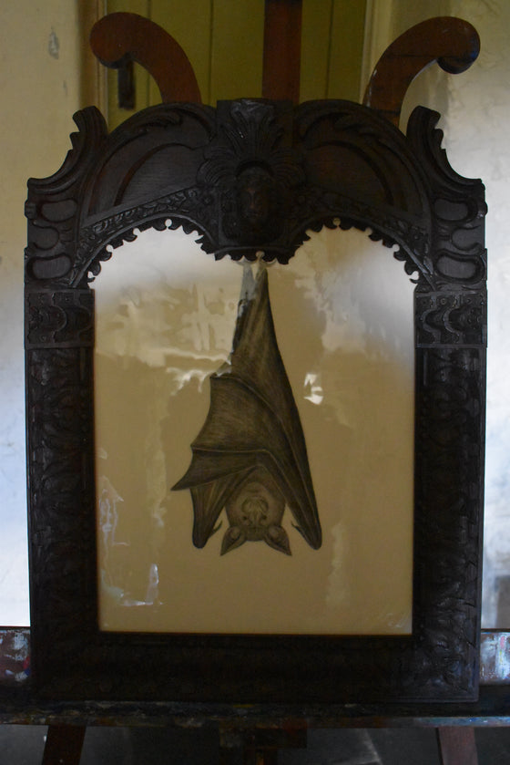 A giant Ceredigion greater horseshoe bat, hanging from an English 17th century hand-carved oak frame