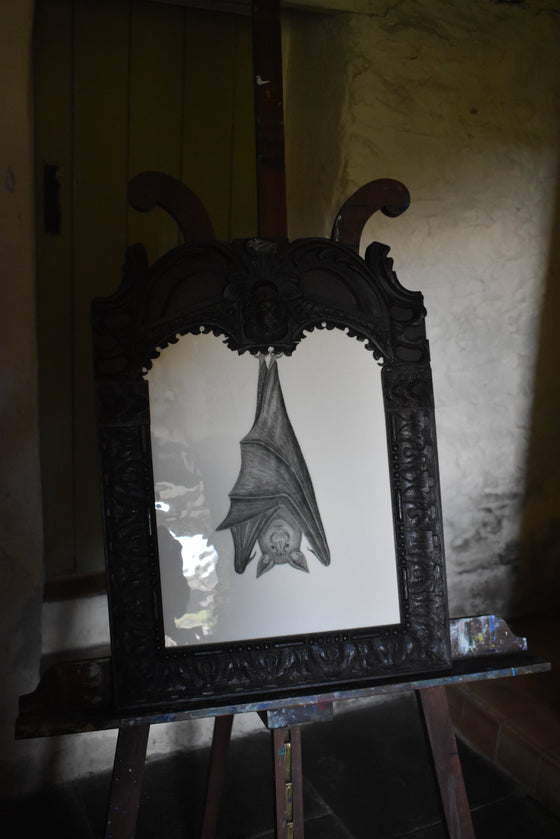 A giant Ceredigion greater horseshoe bat, hanging from an English 17th century hand-carved oak frame