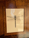 An emperor dragonfly, in an Arts & Crafts frame, circa 1900