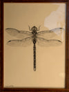 An emperor dragonfly, in an Arts & Crafts frame, circa 1900
