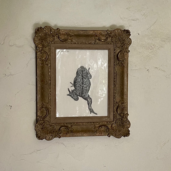 Homage to a toad