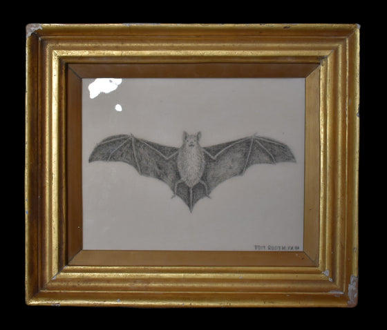A PIPISTRELLE BAT, in an early 19th century gilded frame