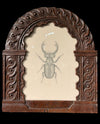 Stag beetle, presented in an English, 17th Century hand-carved oak frame