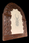 Stag beetle, presented in an English, 17th Century hand-carved oak frame