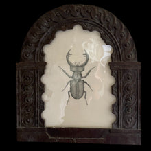  Stag beetle, presented in a 19th Century hand-carved oak frame