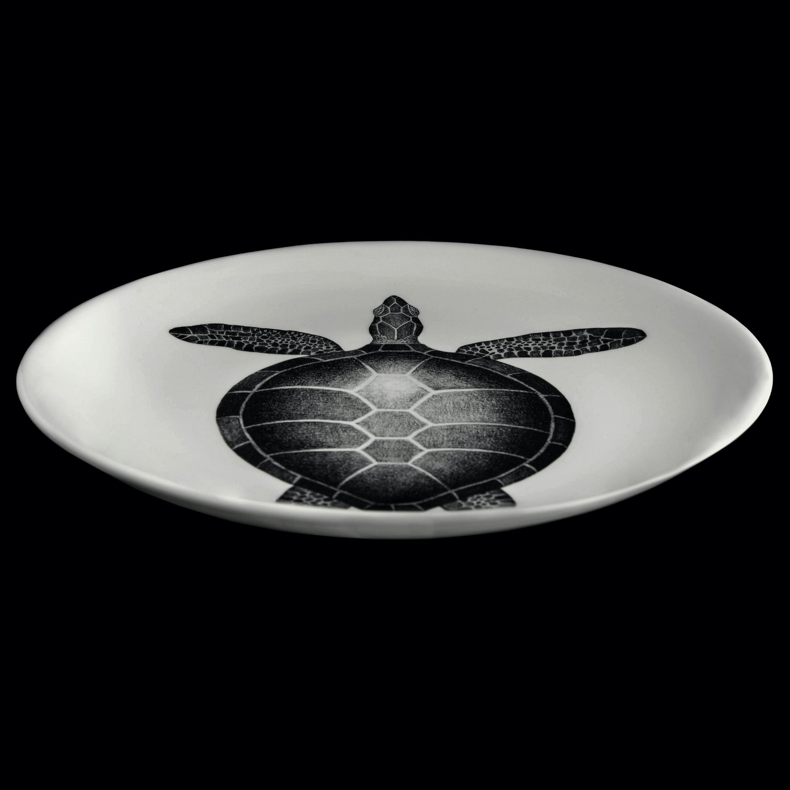 Turtle – Tom Rooth